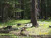 Teannaway Elk 5-16-2012 1a.jpg (305288 bytes)